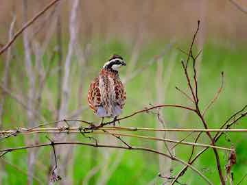 ces-quail