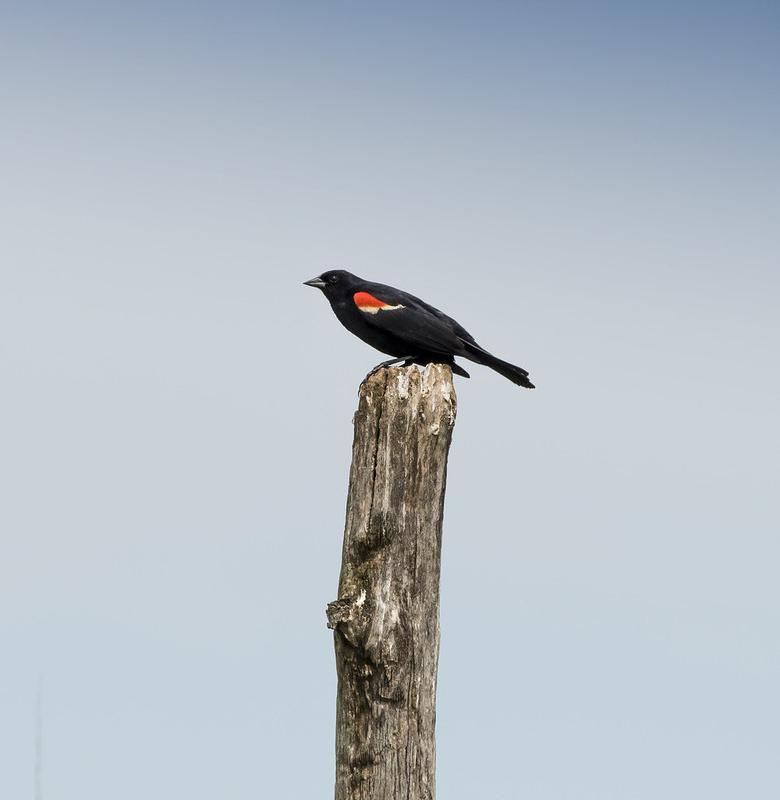 grassland-bird