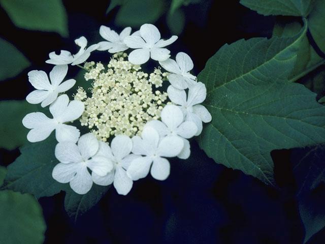 Viburnum trilobum