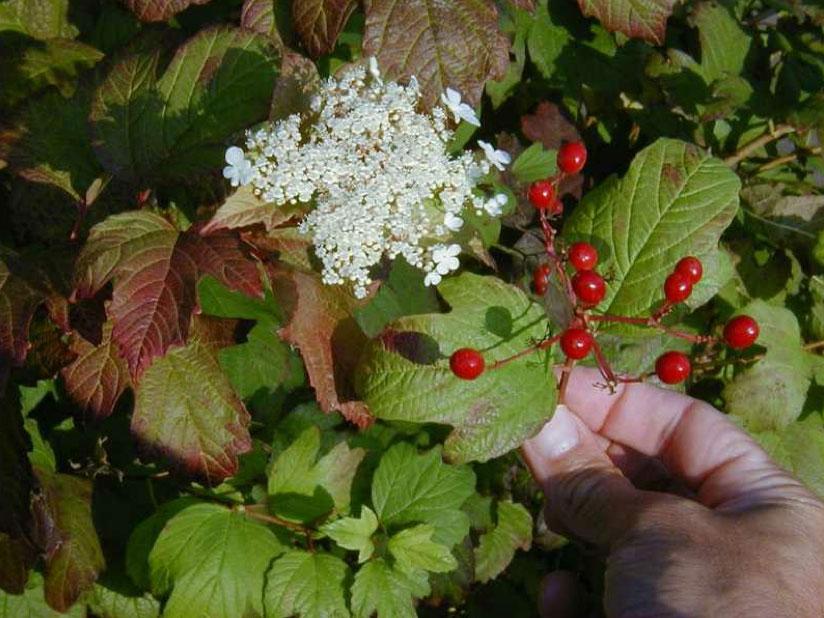 Viburnum trilobum